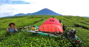 Pemerintah Restui 102 Wilayah Laksanakan Kegiatan Masyarakat Produktif dan Aman Covid-19 halo indonesia
