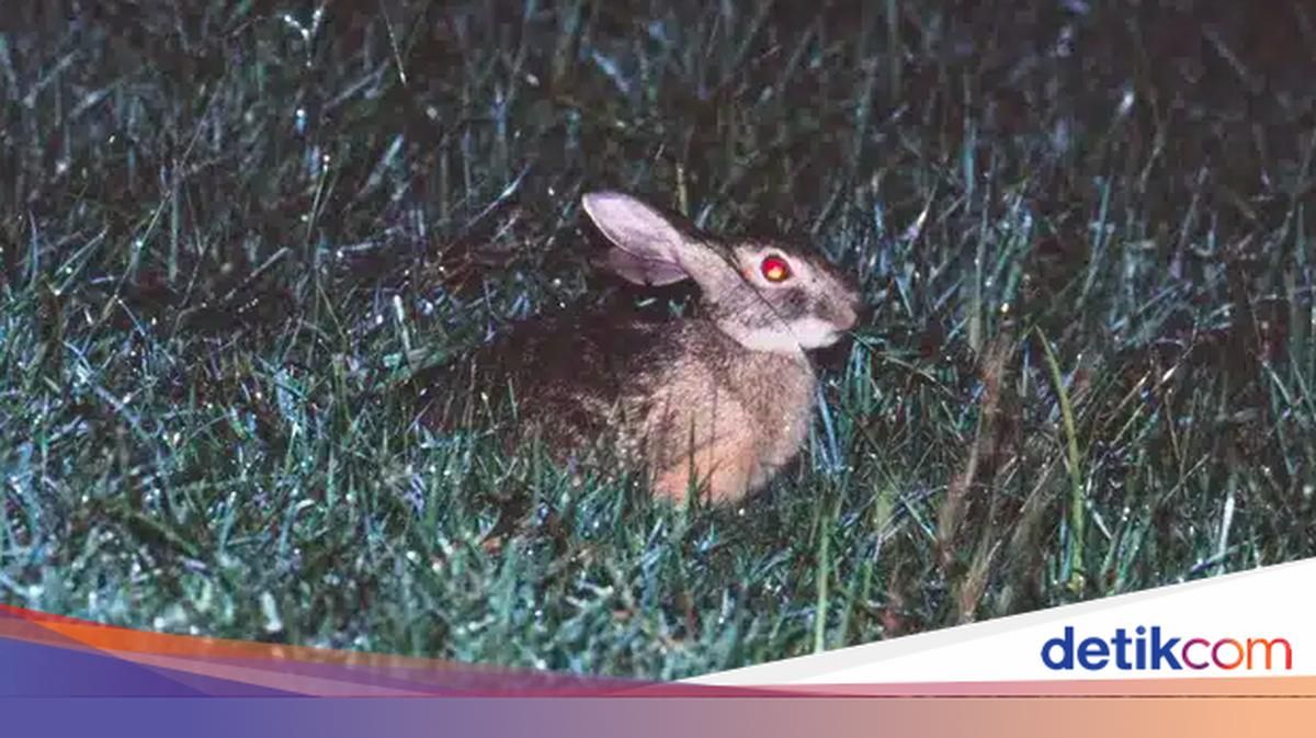 Kelinci Hainan Langka Muncul Kembali Setelah 40 Tahun Hilang