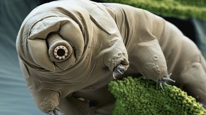 Kondisi Tanah Mars Tertentu Sulit Dihadapi Tardigrada