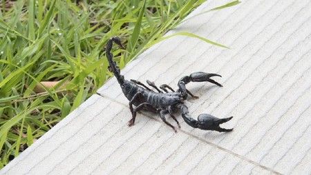 Kalajengking Hutan Raksasa, Spesies Terbesar dan Lebih Jinak