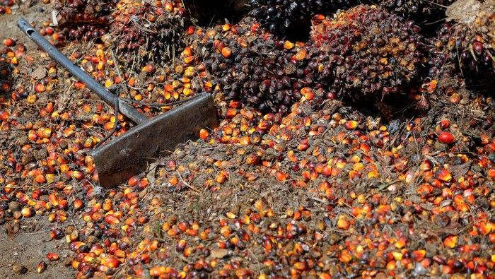 Kementan Pastikan Stok CPO Aman Jelang Ramadan 1447 H