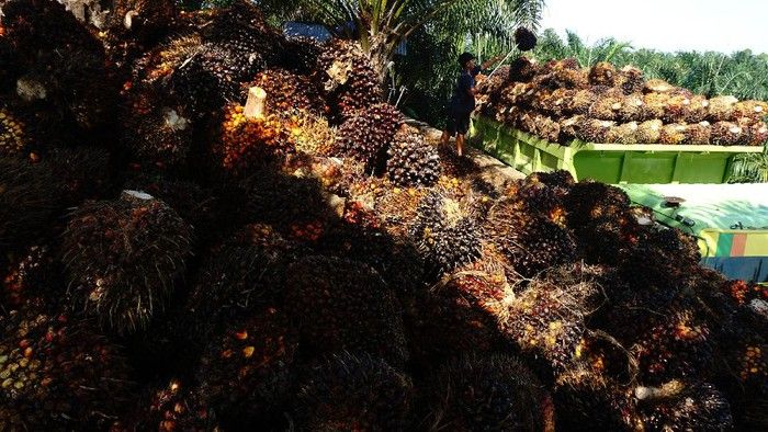 Perang AS-Israel Ancam Pasokan 1,83 Juta Ton Sawit RI ke Timur Tengah