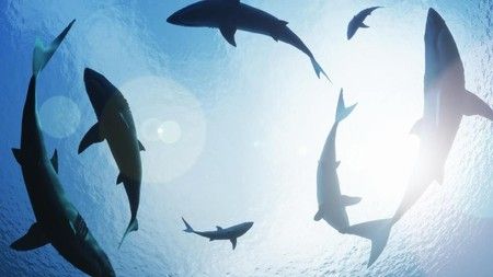 Fosil Predator Laut Purba Ditemukan di Gua Terpanjang