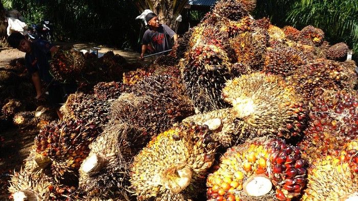 Limbah Kelapa Sawit Berpotensi Jadi Produk Bernilai Tinggi