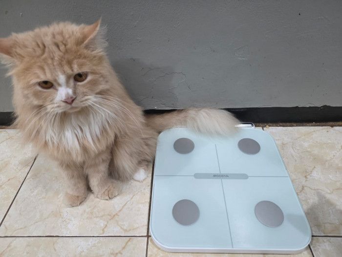 Review Timbangan Pintar MODENA CA 1210 ITWA: Bantu Turunkan Berat Badan?