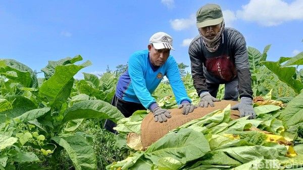 Pembatasan Nikotin Rokok Dinilai Lumpuhkan Industri Tembakau