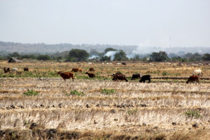 Indonesia Waspadai Potensi El Nino Mulai Pertengahan 2026