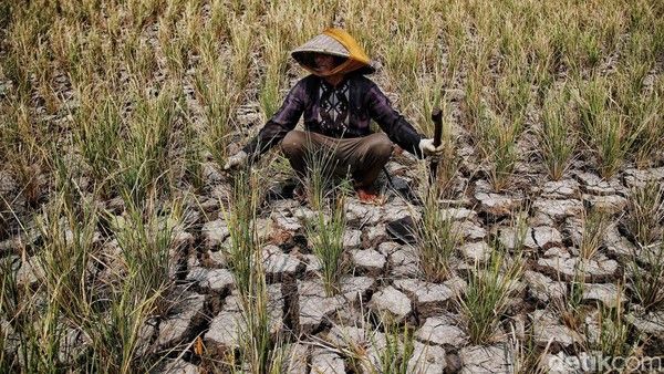 Antisipasi El Nino, Pemerintah Perkuat Stok Pangan Nasional