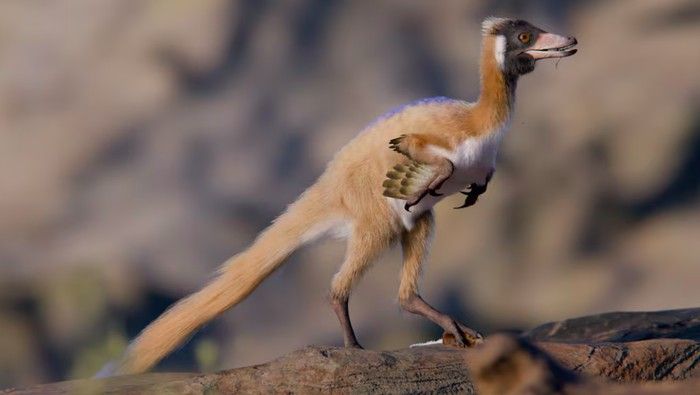 Dinosaurus Seukuran Ayam Ungkap Evolusi T-Rex yang Kompleks
