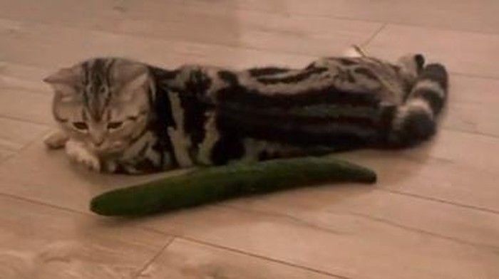 Mengapa Kucing Sangat Takut dengan Timun?