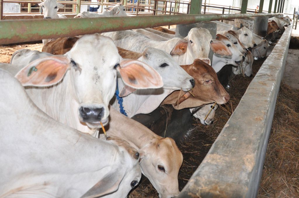 UGM Pertanyakan Klaim Kebutuhan 19 Ribu Sapi per Hari Program MBG