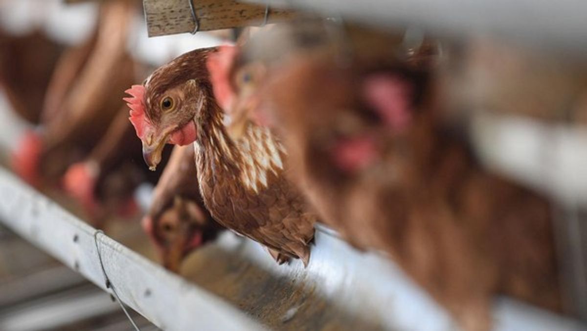 Pinsar Dukung Kebijakan Tata Niaga Impor Bahan Baku Pakan Ternak