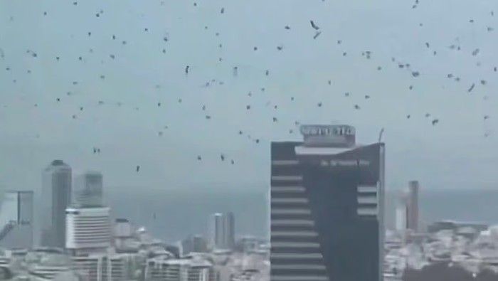 Ribuan Burung Gagak Tutupi Langit Tel Aviv 24 Maret