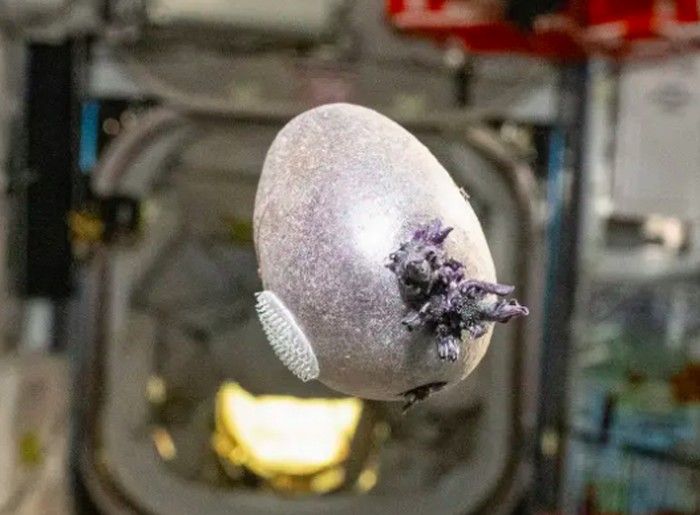 Kentang Bertentakel di ISS Picu Kehebohan, Ini Faktanya
