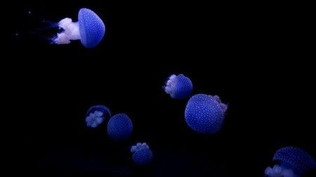 NASA Kirim Ribuan Ubur-Ubur ke Luar Angkasa, Ini Tujuannya