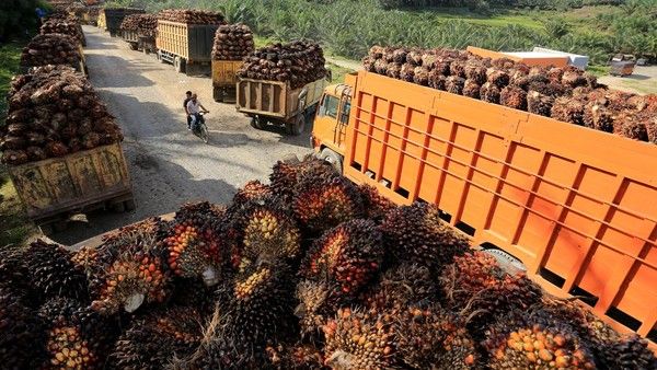 Tarif Pungutan Ekspor CPO Naik Mulai 1 Maret 2026