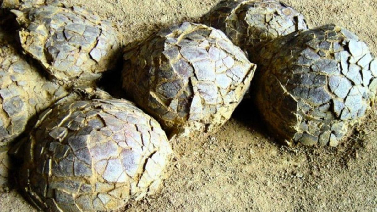Ratusan Telur Dinosaurus Berbagai Spesies Ditemukan di Prancis