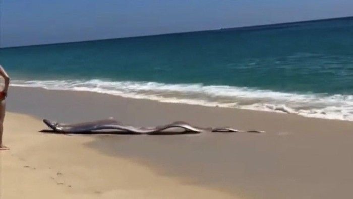 Ikan ‘Tanda Kiamat’ Muncul di Pantai Meksiko, Gegerkan Warga