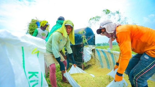 Produksi Pangan Nasional Terjaga Berkat Surplus Peternakan
