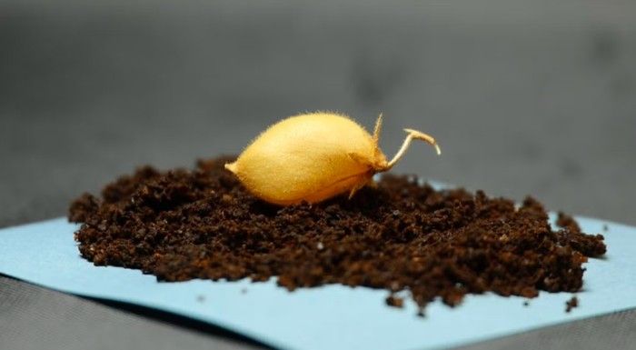Kacang Arab Berpotensi Jadi Bahan Makanan Astronaut di Bulan
