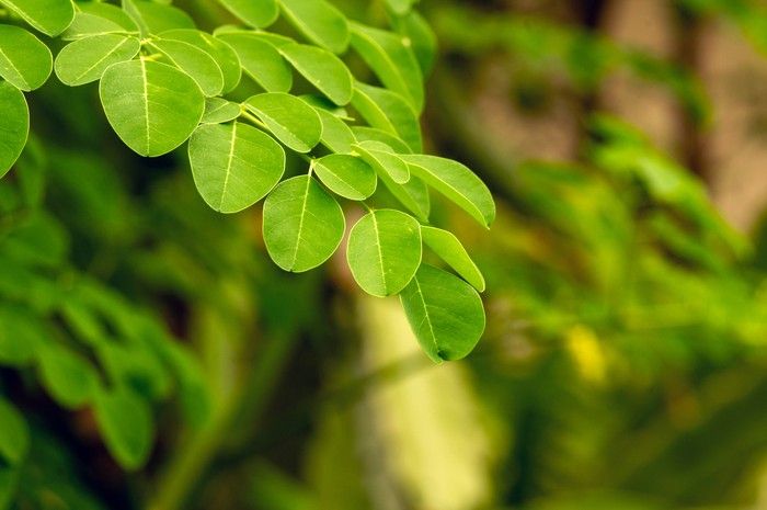 Sains Jelaskan Fenomena Daun ‘Bertakbir’ Saat Salat Id