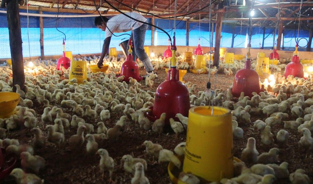 Pengeluaran Pemerintah untuk MBG Picu Kenaikan Harga Ayam Broiler