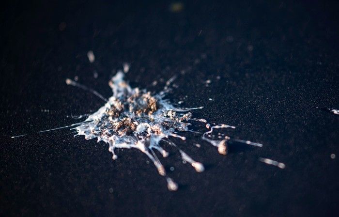 Kotoran Burung Laut Dongkrak Kemakmuran Kerajaan Kuno Chincha