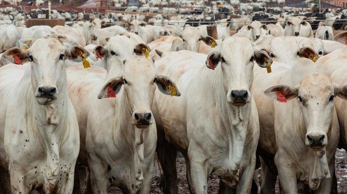 Indonesia Akan Impor Sapi Brasil untuk Tingkatkan Produksi