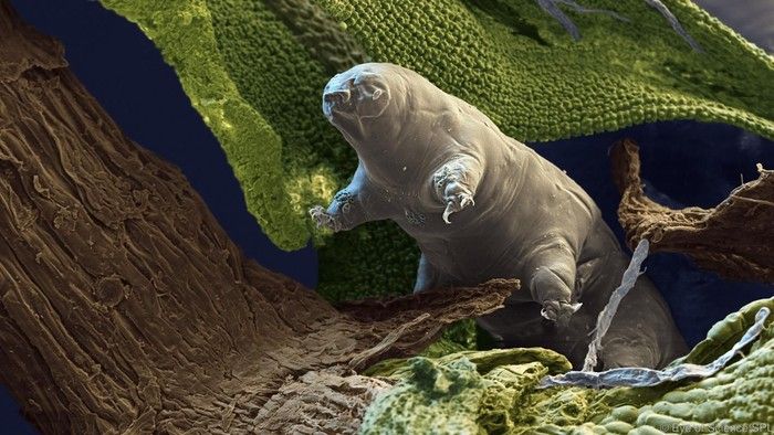 Tardigrade, Hewan Tangguh yang Mungkin Bertahan di Bumi
