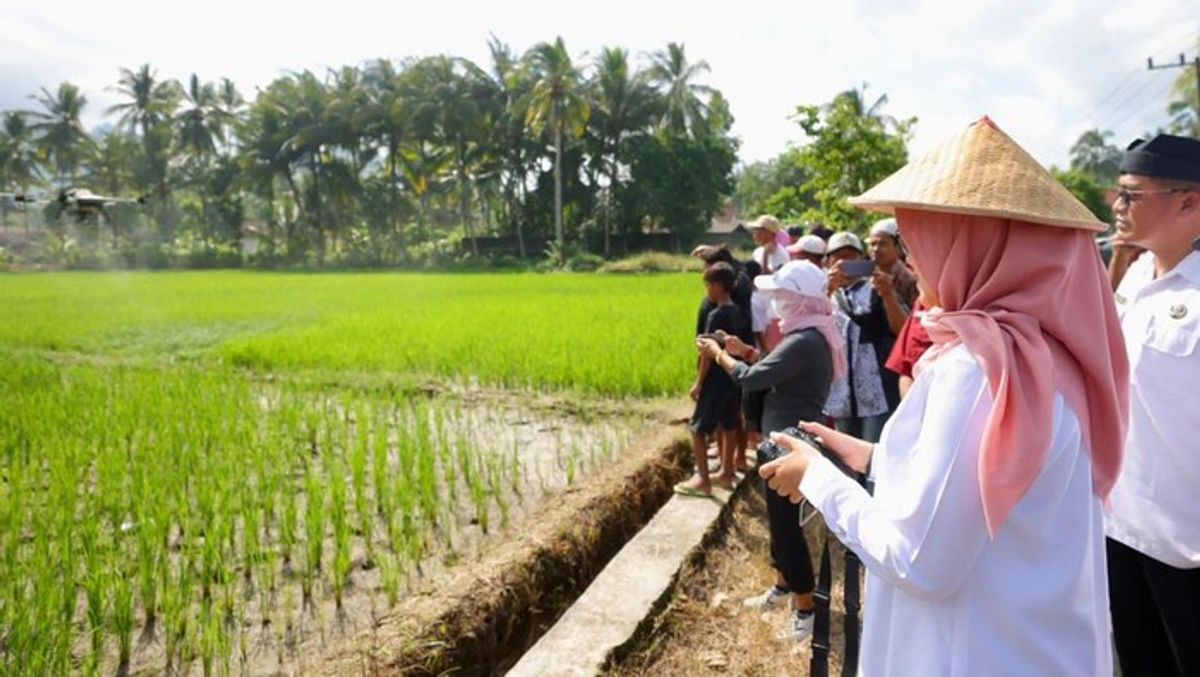 Produksi Padi Banyuwangi Tembus 160 Ribu Ton pada Kuartal I 2026