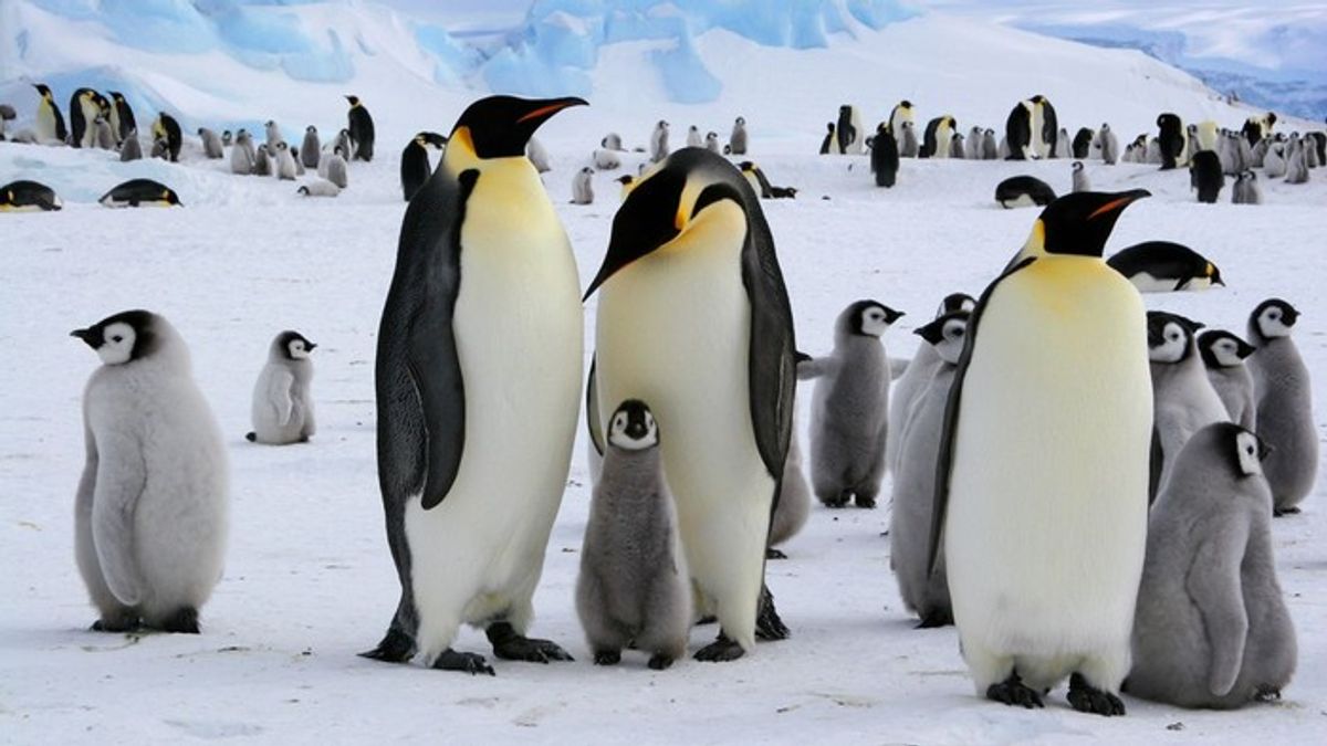IUCN Tetapkan Penguin Kaisar dan Anjing Laut Antartika Terancam Punah