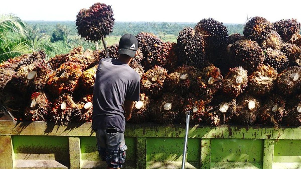 GAPKI Catat Industri Sawit Serap 17 Juta Tenaga Kerja Nasional