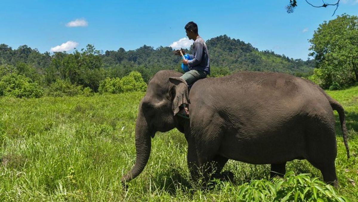 Ahli Bantah Hoaks Gajah Memeluk Agama dan Menyembah Bulan