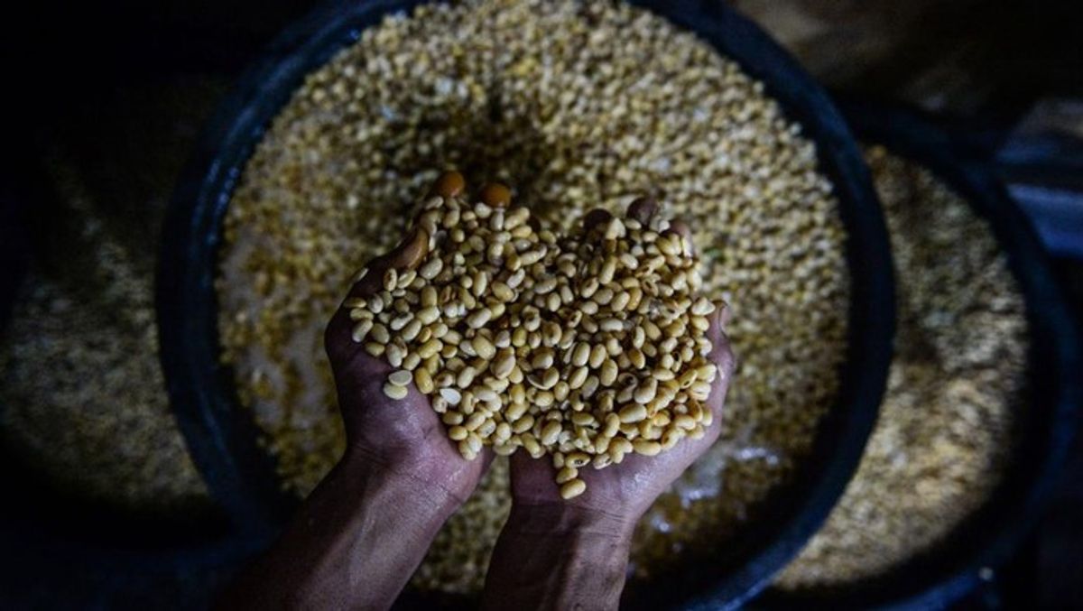 Bapanas Pastikan Harga Kedelai Stabil di Bawah Harga Acuan Pemerintah