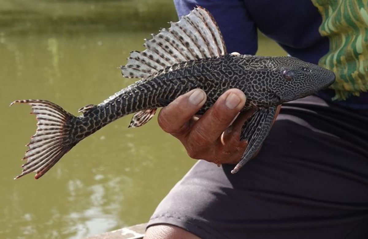IPB Dorong Pemanfaatan Ikan Sapu-Sapu Jakarta Jadi Pupuk Tanaman Hias