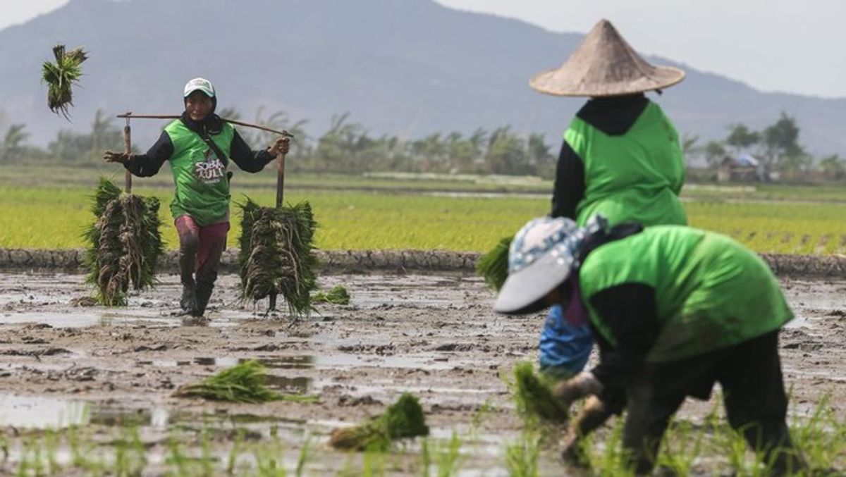 Kementan Klaim Swasembada Beras Nasional Berbasis Data Resmi BPS
