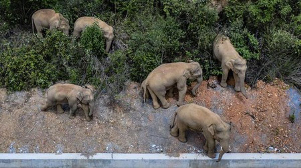 Pemburu Asal Amerika Serikat Tewas Diinjak Kawanan Gajah di Gabon