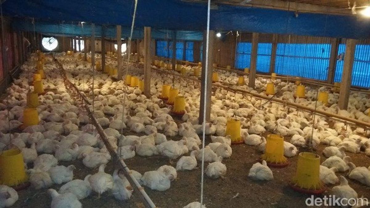 Peternak Rugi Akibat Harga Ayam Hidup Anjlok Jauh di Bawah HAP
