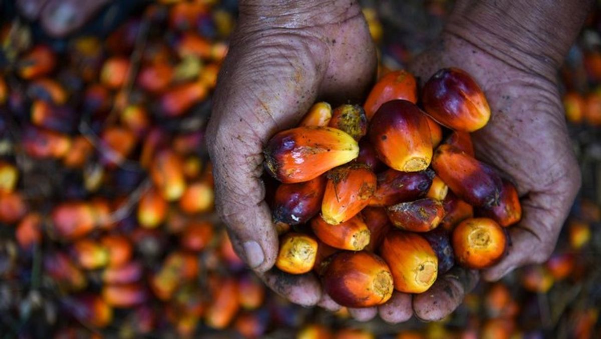 Pemerintah Konversi 5,3 Juta Ton CPO Jadi Biofuel Tahun Ini