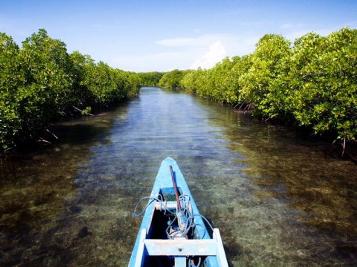 Fenomena El Nino Ancam Kelestarian Satwa Liar di Indonesia