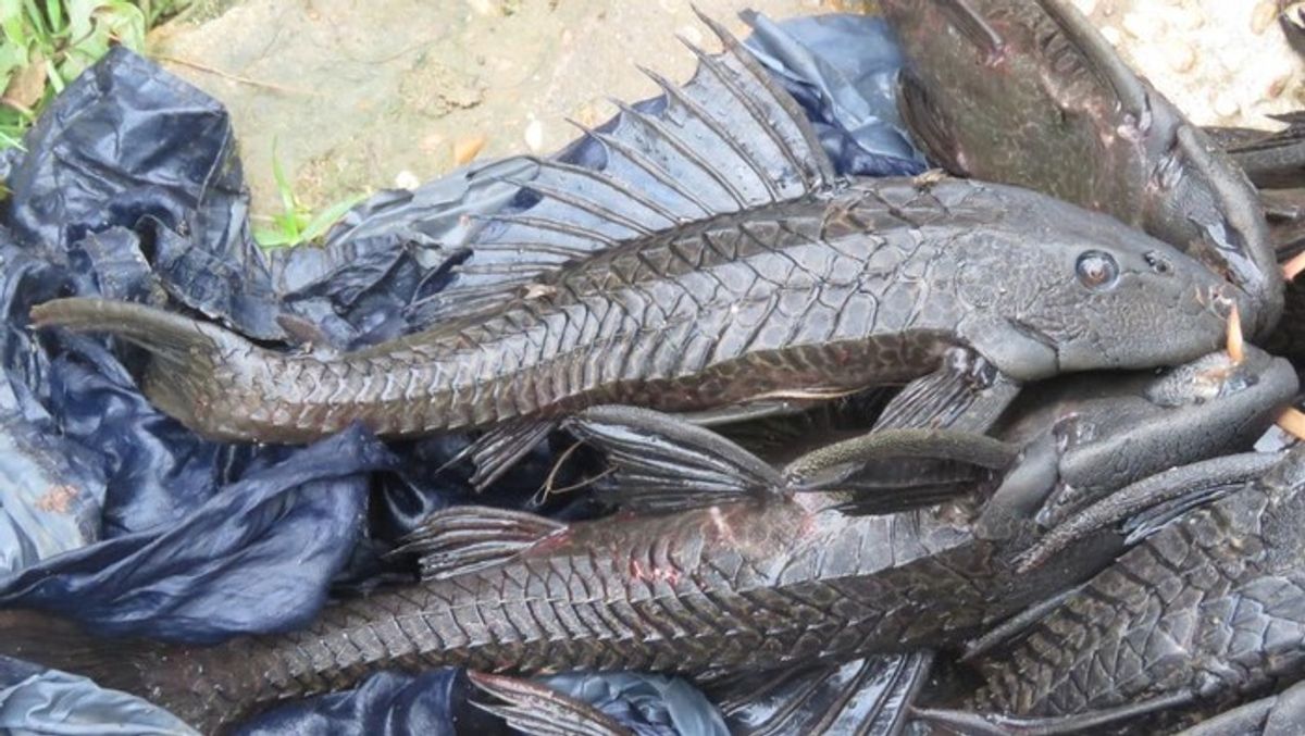 Pemprov DKI Musnahkan Tujuh Ton Ikan Sapu-Sapu Guna Jaga Ekosistem