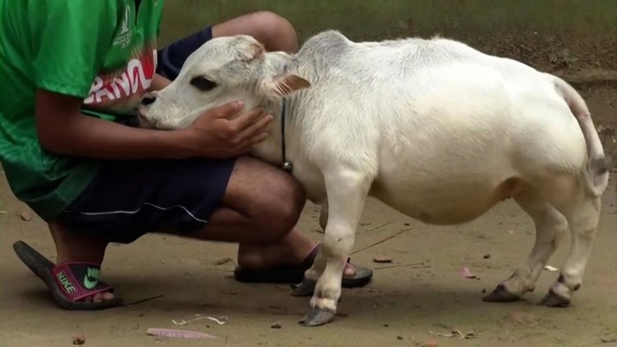 Sapi Terpendek Rani Asal Bangladesh Mati Akibat Masalah Pencernaan