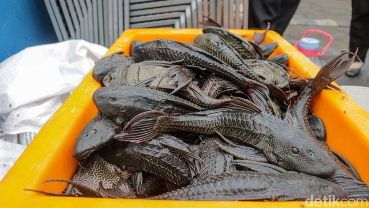 BRIN Usulkan Introduksi Predator Alami Tekan Populasi Ikan Sapu-sapu