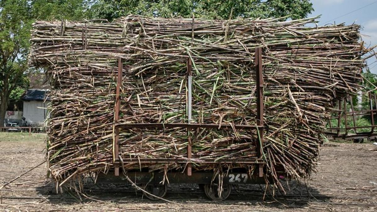 Kementan Kucurkan Rp 5,5 Triliun Perkuat Komoditas Perkebunan Strategis