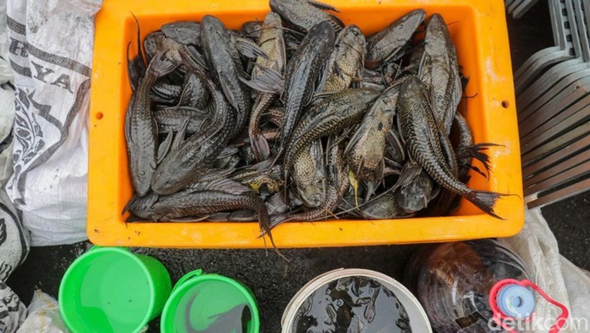 Ilmuwan Ungkap Ikan Sapu-Sapu Mampu Berjalan di Darat Melalui Reffling