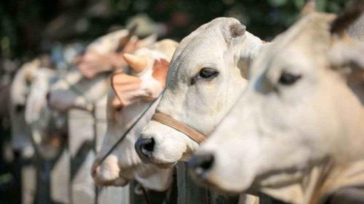 Indonesia Impor 17 Ribu Sapi dari Australia Guna Penuhi Stok Nasional