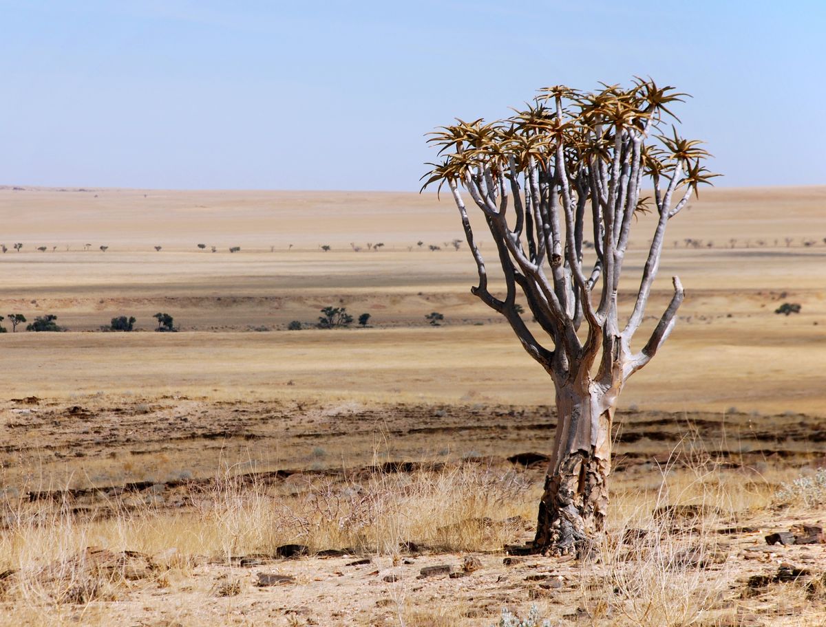 Proyek Tembok Hijau China Terbukti Perlambat Laju Gurun Gobi