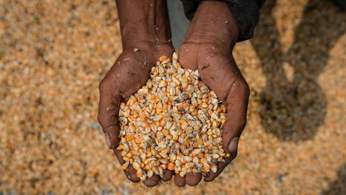 Bapanas Salurkan 242 Ribu Ton Jagung SPHP Tekan Kenaikan Harga