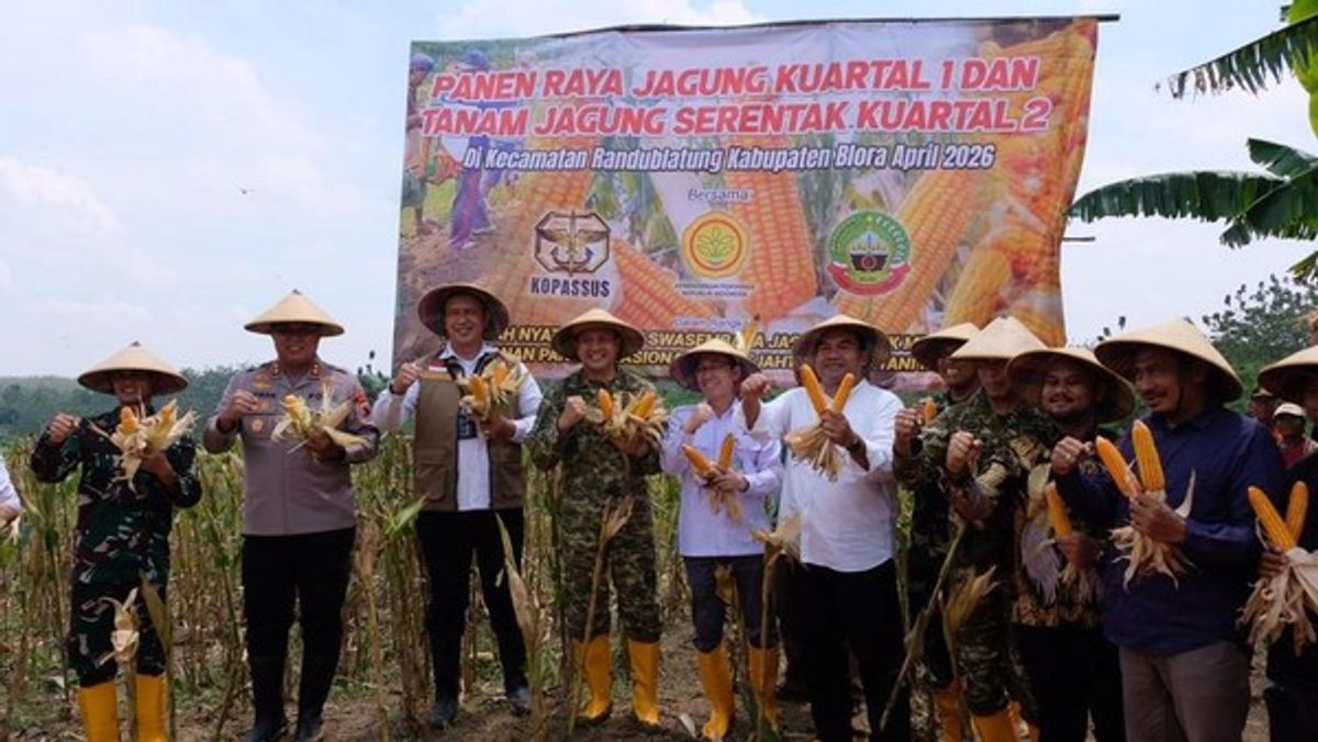 BULOG Dorong Ketahanan Pangan Nasional Lewat Panen Jagung di Blora
