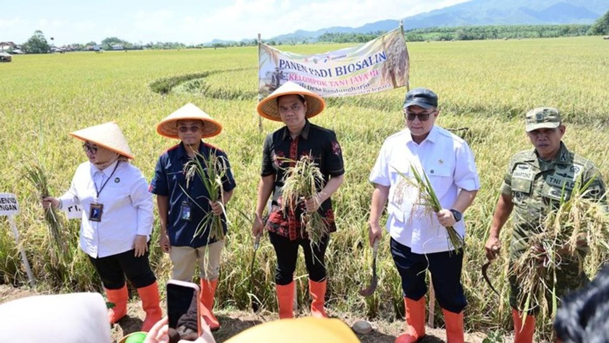 Petani Jepara Panen 22 Hektare Padi Biosalin di Lahan Pesisir